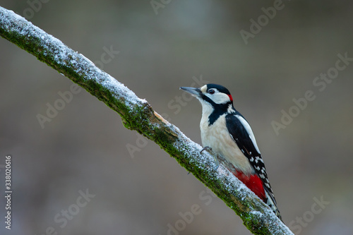 Great Spotted Woodpecker (Dendrocopos major) © Lukasz Sokol