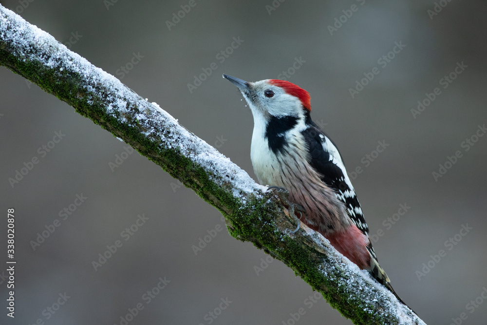 Middle spotted wodpecker (Dendrocoptes medius) Middle spotted wodpecker (Dendrocoptes medius)