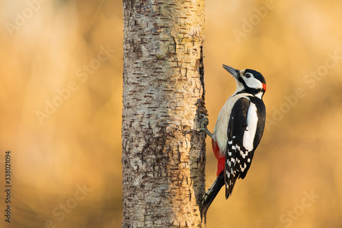 Great Spotted Woodpecker (Dendrocopos major)