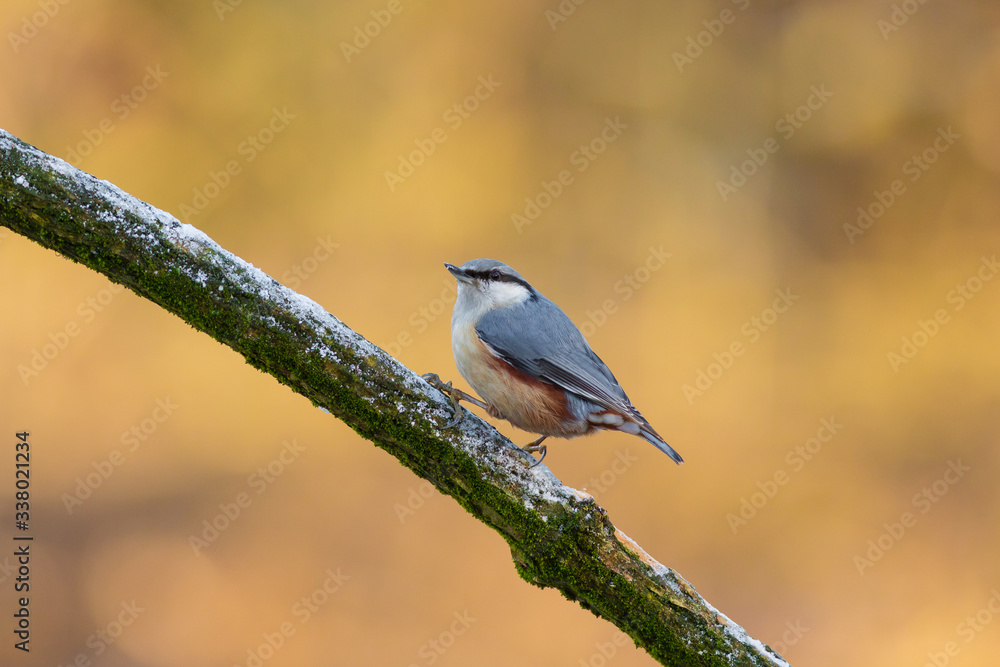 Obraz premium Eurasian nuthatch (Sitta europea) perched in a branch