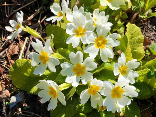 The common primrose (Primula vulgaris), Die Stängellose Schlüsselblume (Die Staengellose Schluesselblume oder Die Stangellose Schlusselblume), Rani jaglac ili Jagorcevina photo