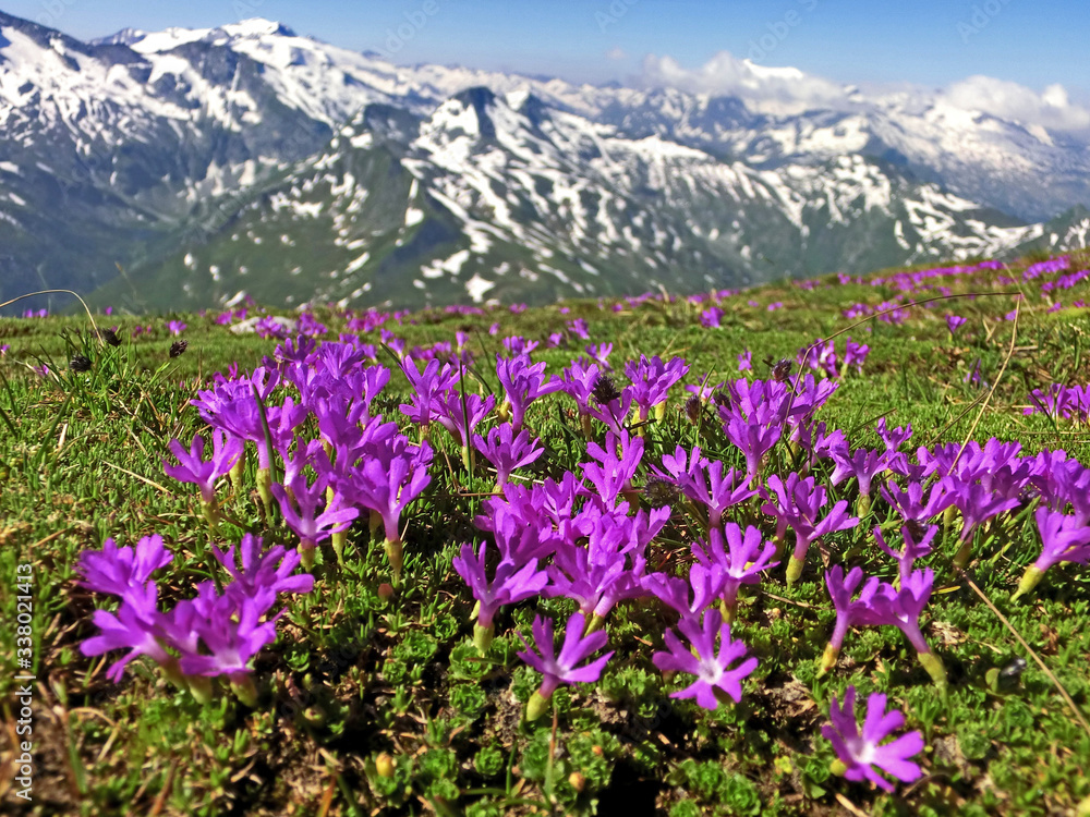 alpine meadow with flowers