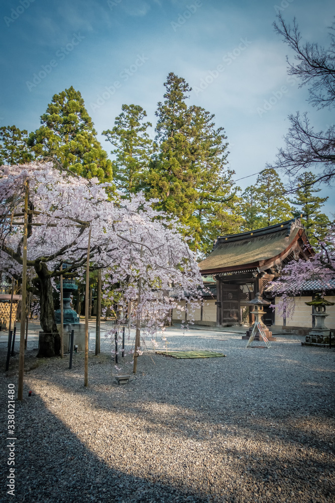 桜咲く多賀大社の境内と神門が見える風景です
