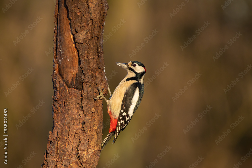 Great Spotted Woodpecker (Dendrocopos major) Great Spotted Woodpecker (Dendrocopos major)