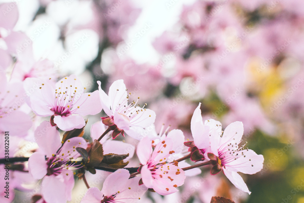 Obraz premium Kwitnące drzewo wiśni wiosną w ogrodzie