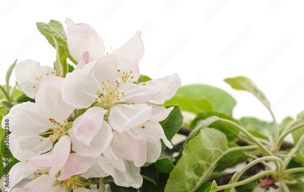 Flower of apple. Flower of apple.