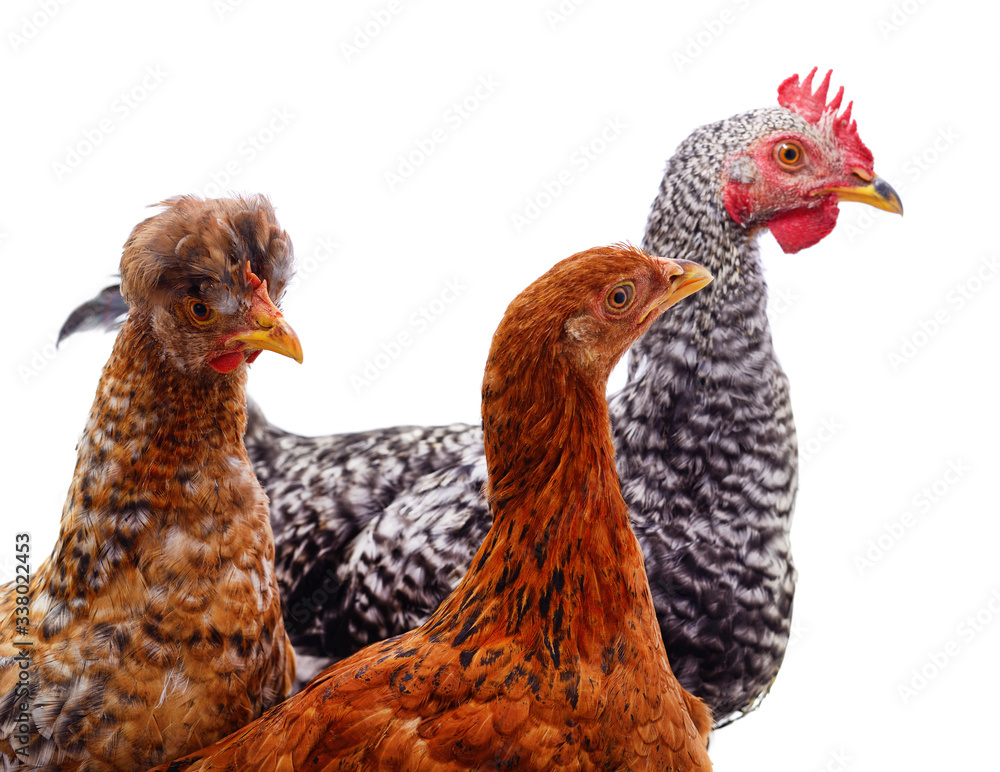 Naklejka premium Group young chickens.