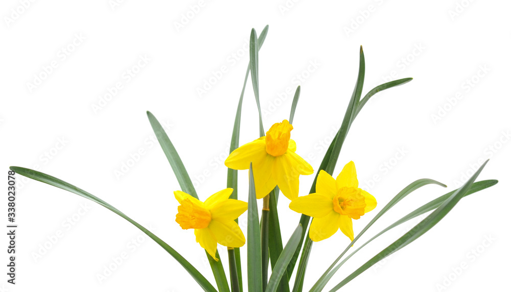 Obraz premium Flowers yellow narcissus.