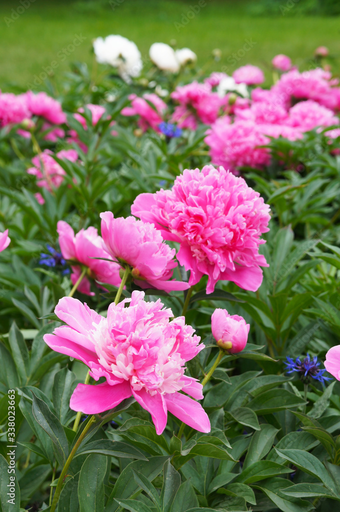 Paeonia lactiflora pink peony flowers in garden Paeonia lactiflora pink peony flowers in garden
