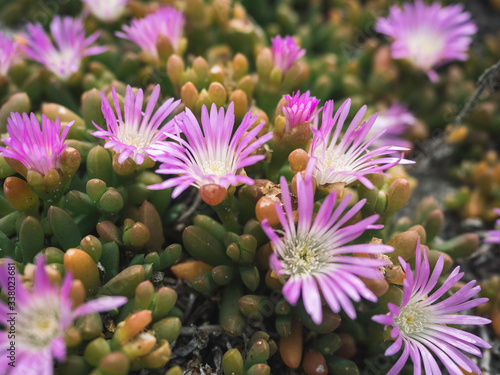 Native Australian Coastal Flowers photo