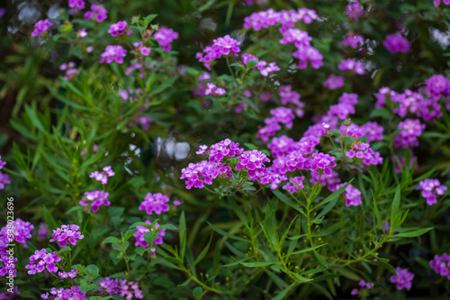 purple flowers in the garden