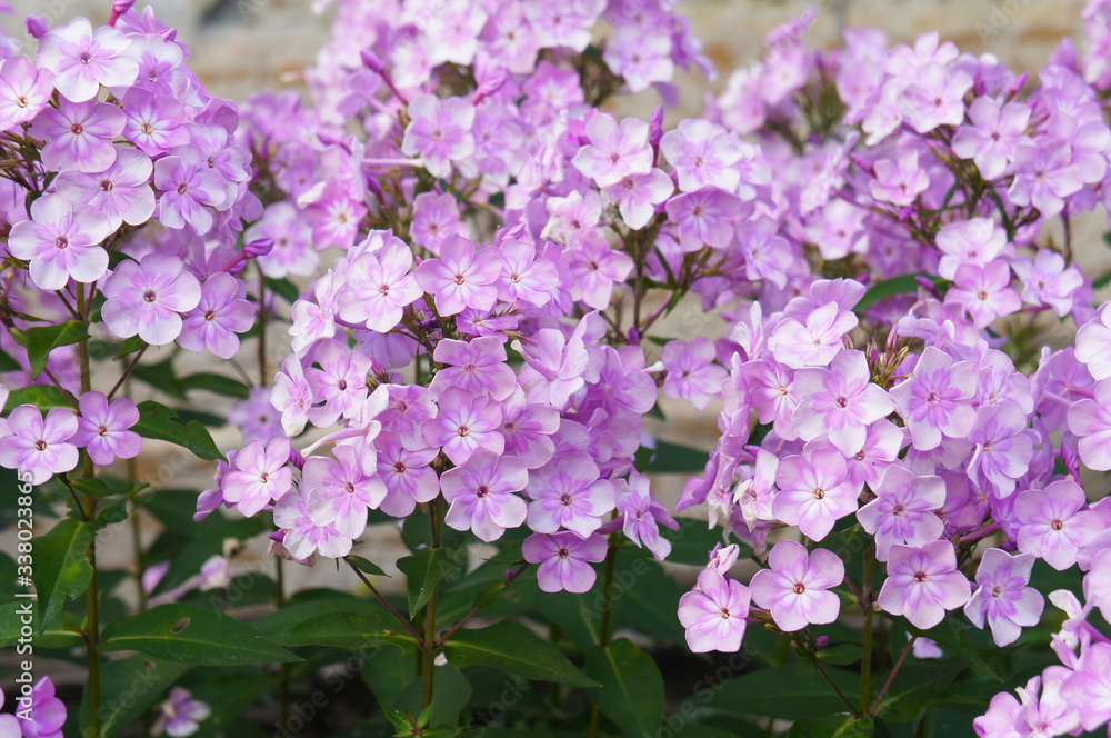 Phlox paniculata or phlox purple flowers in garden Phlox paniculata or phlox purple flowers in garden