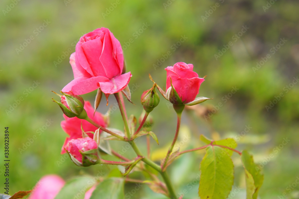 Pink buds of roses in garden