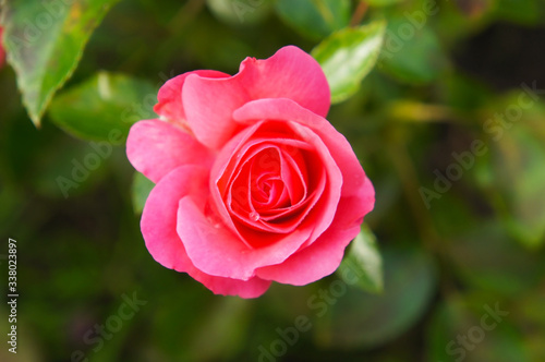 Tea hybrid rose pink flowers