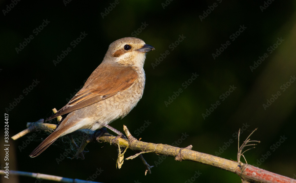 Fototapeta premium Red-backed shrike, lanius collurio. The bird sits on an old branch. Female close up