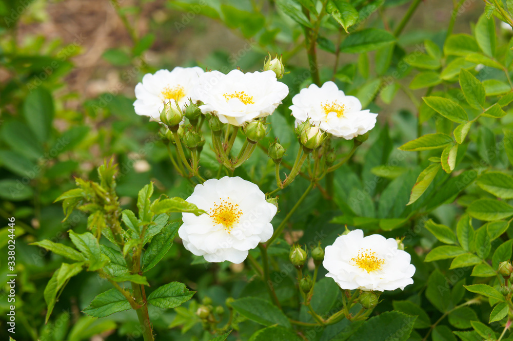 Obraz premium Shrub of rosa moschata or musk rose with white flowers