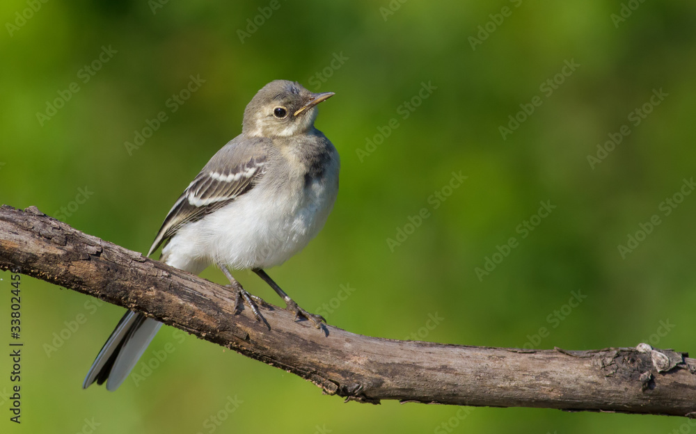 Fototapeta premium White wagtail, motacilla alba. Young bird basking in the sun sitting on a dry branch