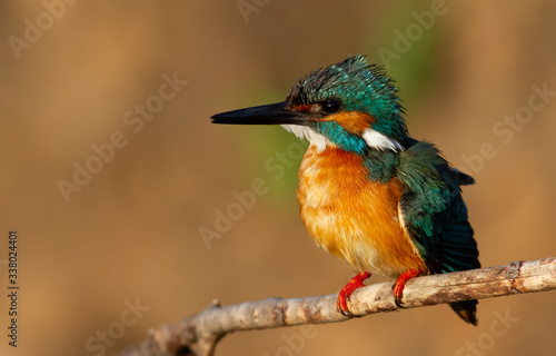Kingfisher, alcedo. A male bird sits on a branch near the nest