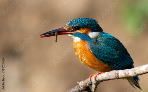 Kingfisher, alcedo. A bird sits on a branch with prey in its beak © Юрій Балагула