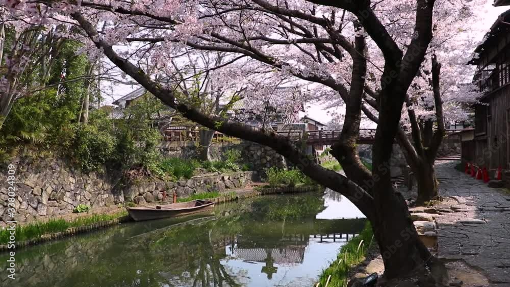 Sakura blossoms in bloom at Omihachiman Moat, Shiga Japan. Sakura blossoms in bloom at Omihachiman Moat, Shiga Japan.