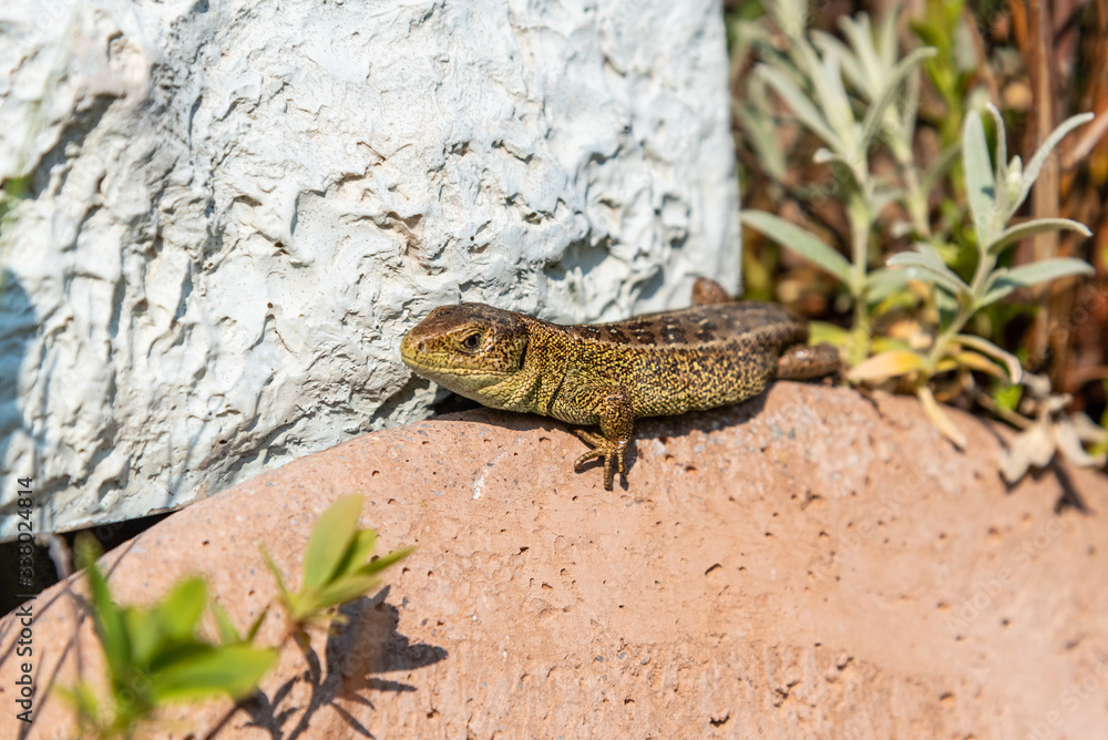 Fototapeta premium sand lizard relaxing in the sun
