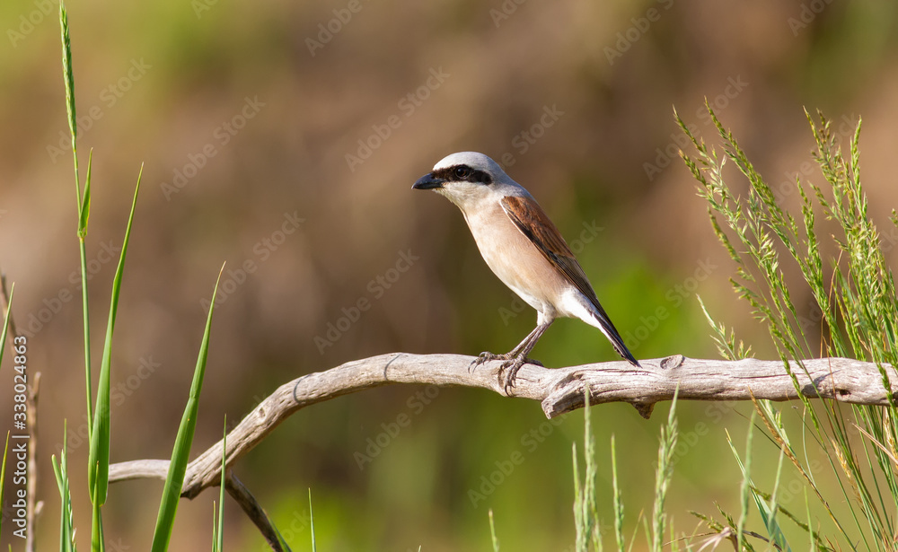 Red-backed shrike, lanius collurio. The bird sits on an old branch. Male close up Red-backed shrike, lanius collurio. The bird sits on an old branch. Male close up