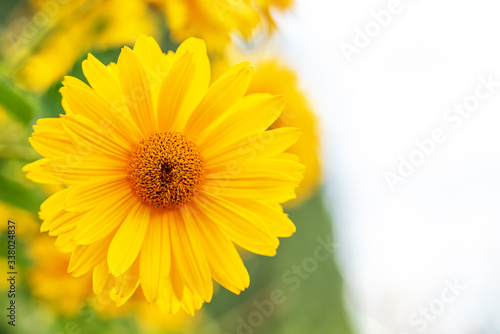 Macro yellow daisy or chrysanthemum flowers head © Lianna Art