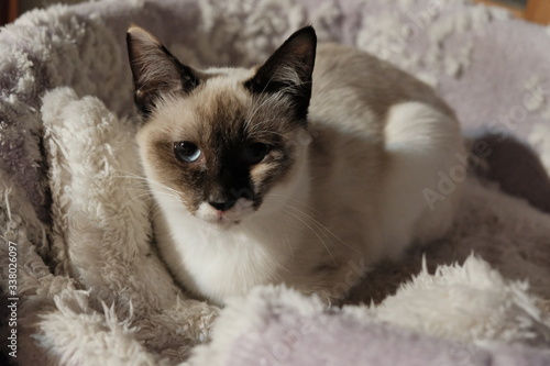 猫