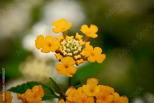 Close up a flower. Jacobaea vulgaris , ragwort, common ragwort , stinking willie, tansy ragwort, benweed.