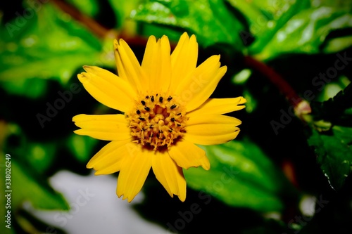 Close up a flower. Jacobaea vulgaris , ragwort, common ragwort , stinking willie, tansy ragwort, benweed.