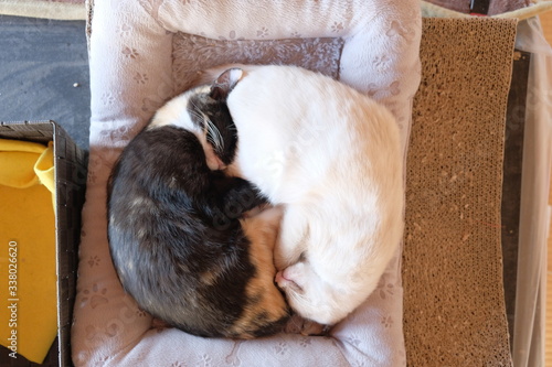 猫