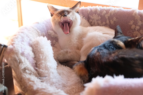 猫