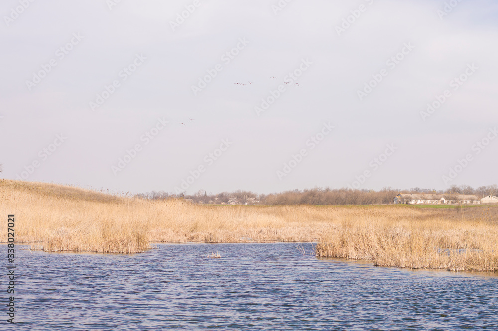 pond on the background of yellow reeds