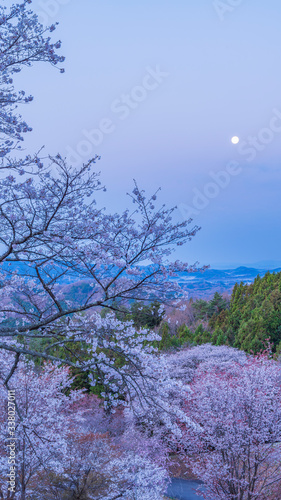 Wallpaper Mural 沓掛峠の山桜　夜桜 Torontodigital.ca