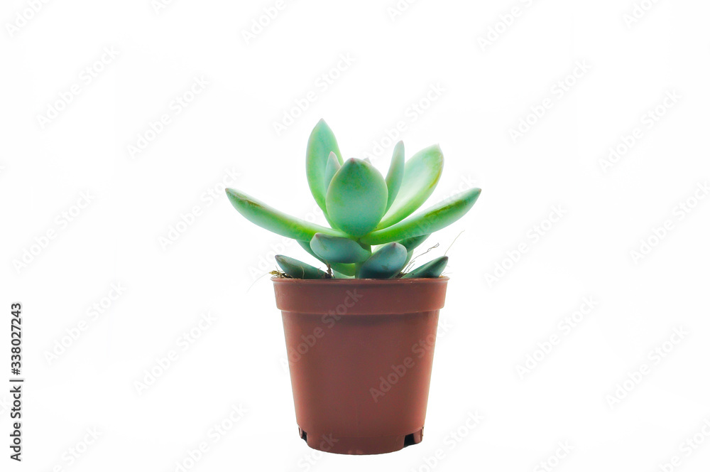 Small succulent in Brown Pot isolated on white background