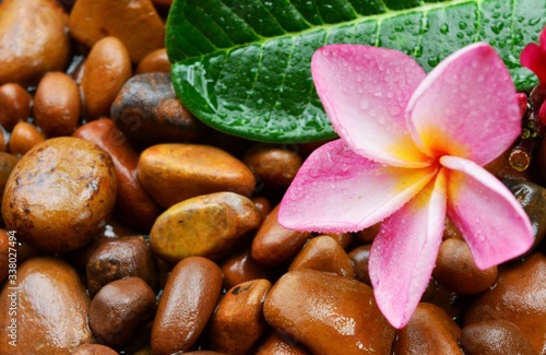 Red and pink plumeria flowers  Placed on a wet stone in the background