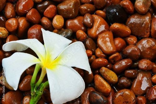 White plumeria flowers  Placed on a wet stone in the background
