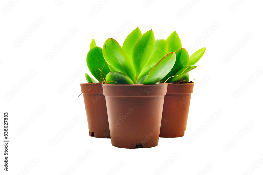 3 Succulents in Brown Pots