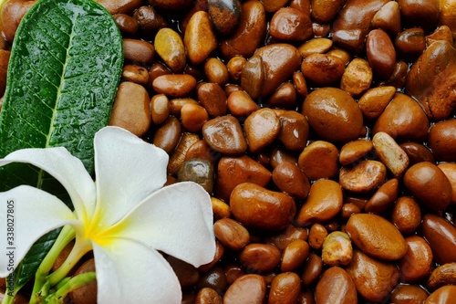 White plumeria flowers  Placed on a wet stone in the background