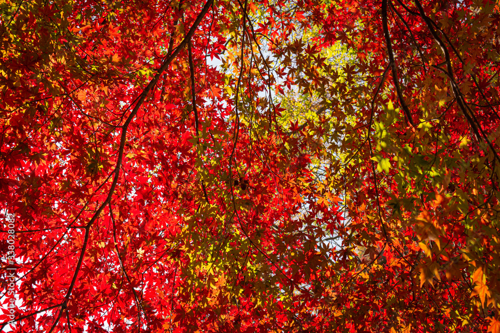Red autumn maple forest of Naejang Mountain, South Korea