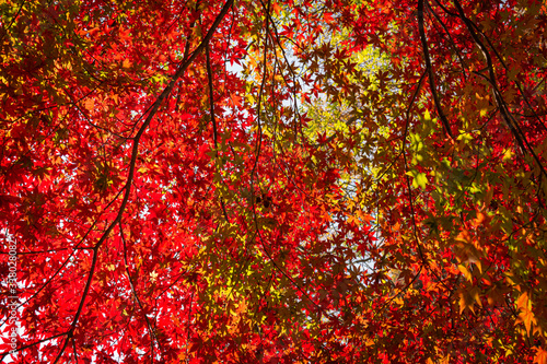 Red autumn maple forest of Naejang Mountain, South Korea