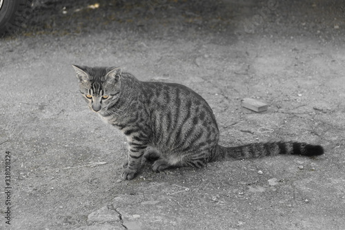 猫