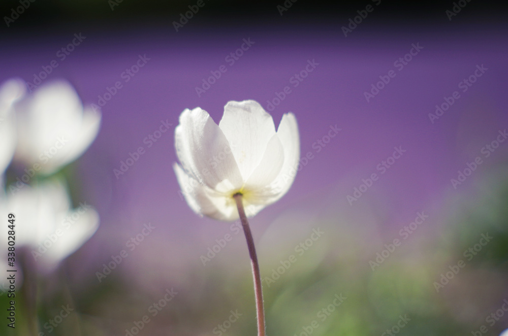 White delicate flower on a purple background