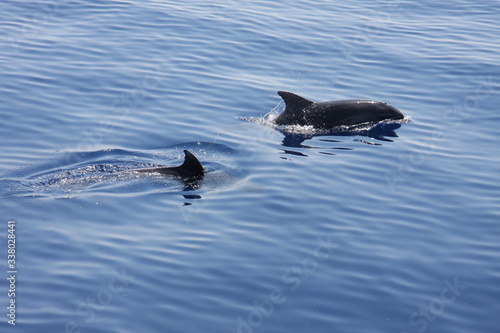 Dolphins