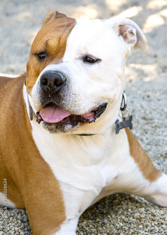 Stanford Terrier dog outdoors portrait