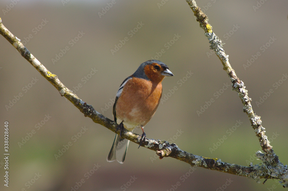 chaffinch perched on an oak twig chaffinch perched on an oak twig