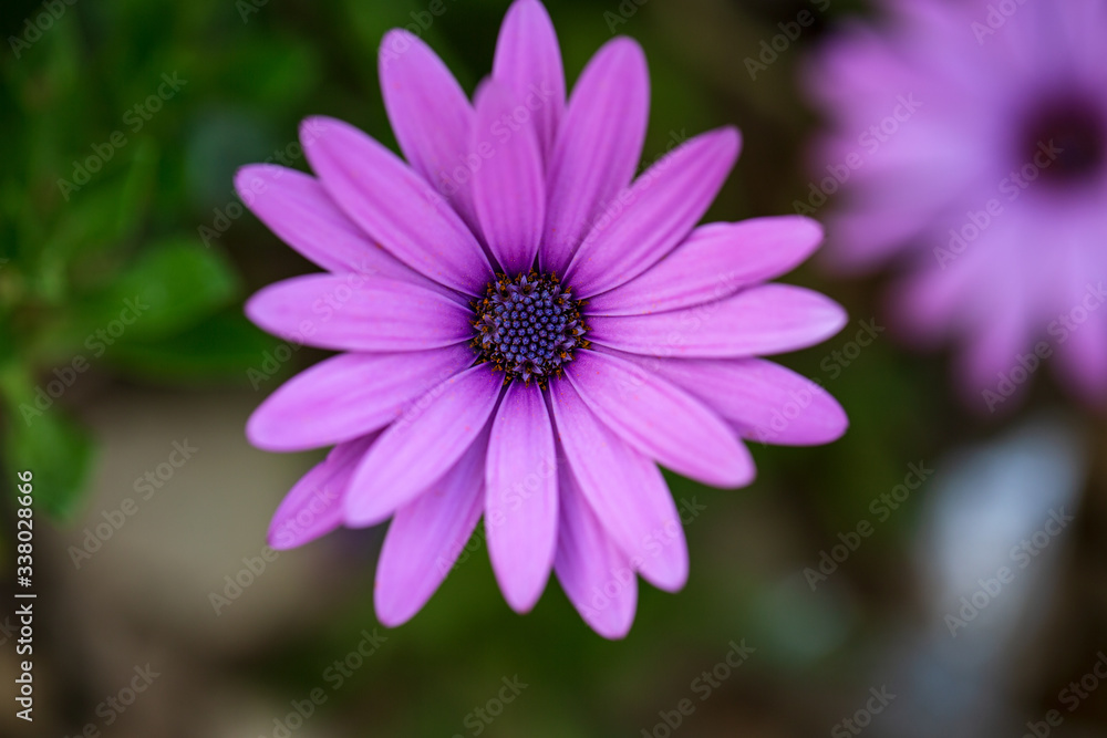 Beautiful flowering bush of Osteospermum violet African daisy flower. The magenta-lilac color petal flower in shallow depth of field. daisybushes or daisies, South African daisy and Cape chamomile