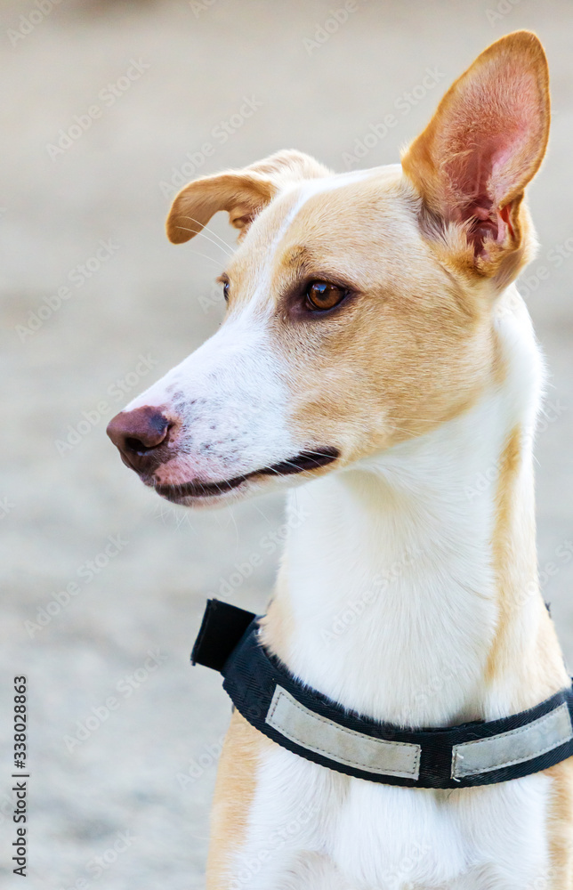 Portrait of a Podenco wearing a collar Portrait of a Podenco wearing a collar