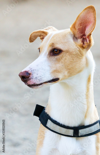 Portrait of a Podenco wearing a collar