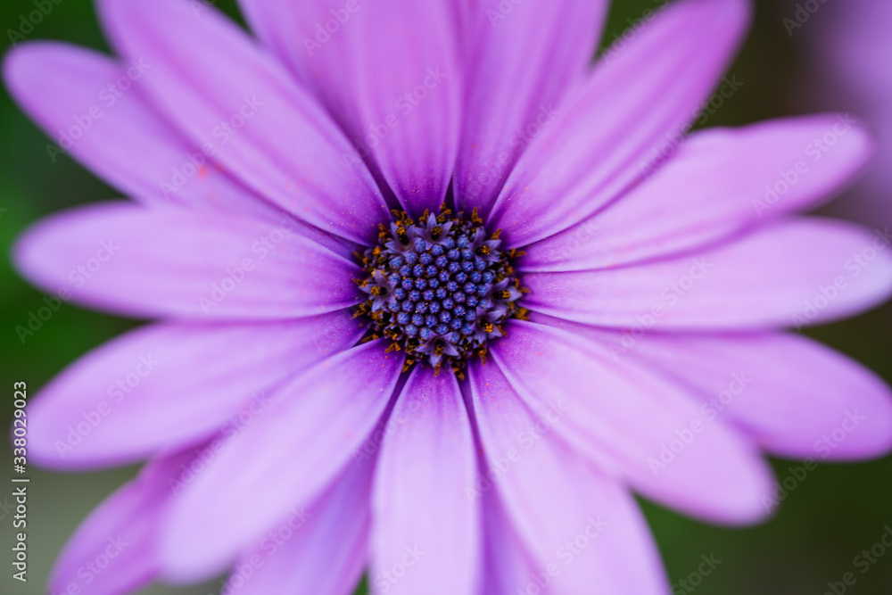 Close up Osteospermum violet African daisy flower. Purple wild flower with focus on pollen with shallow depth of field. dark pink chamomile. Floral backdrop with pink flowers Close up Osteospermum violet African daisy flower. Purple wild flower with focus on pollen with shallow depth of field. dark pink chamomile. Floral backdrop with pink flowers
